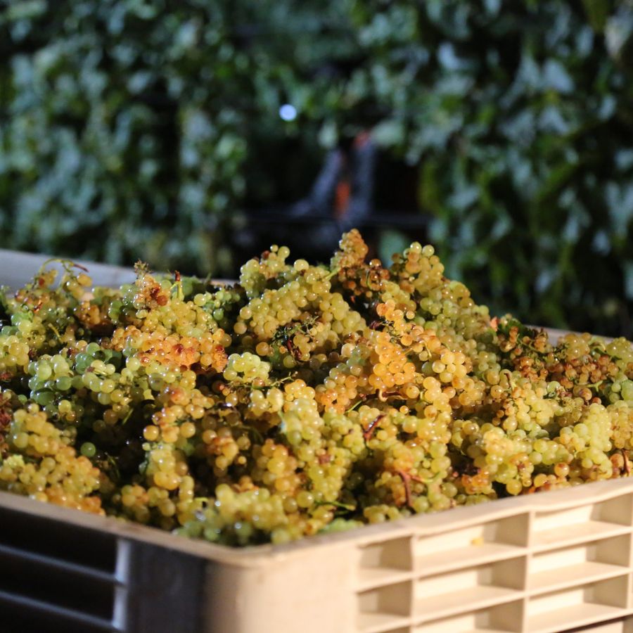 chardonnay-1003862-scaled-1.jpg